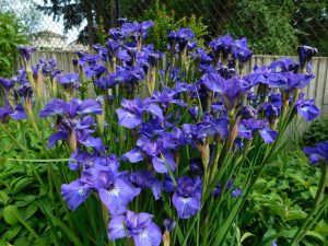 Picture of purple Irises